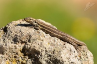 Velejesterka modroskvrnna 5371